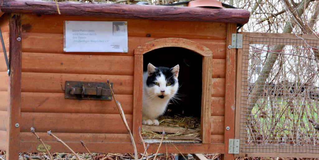 Eine der Straßenkatzen sucht Unterschlupf in dem kleinen Häuschen an einer Futterstelle in Wegeleben.