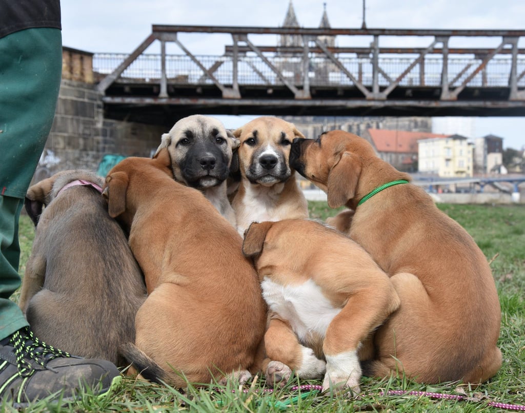 Für Hunde muss in Magdeburg eine Hundesteuer gezahlt werden. Die Regeln dazu werden sich ändern.