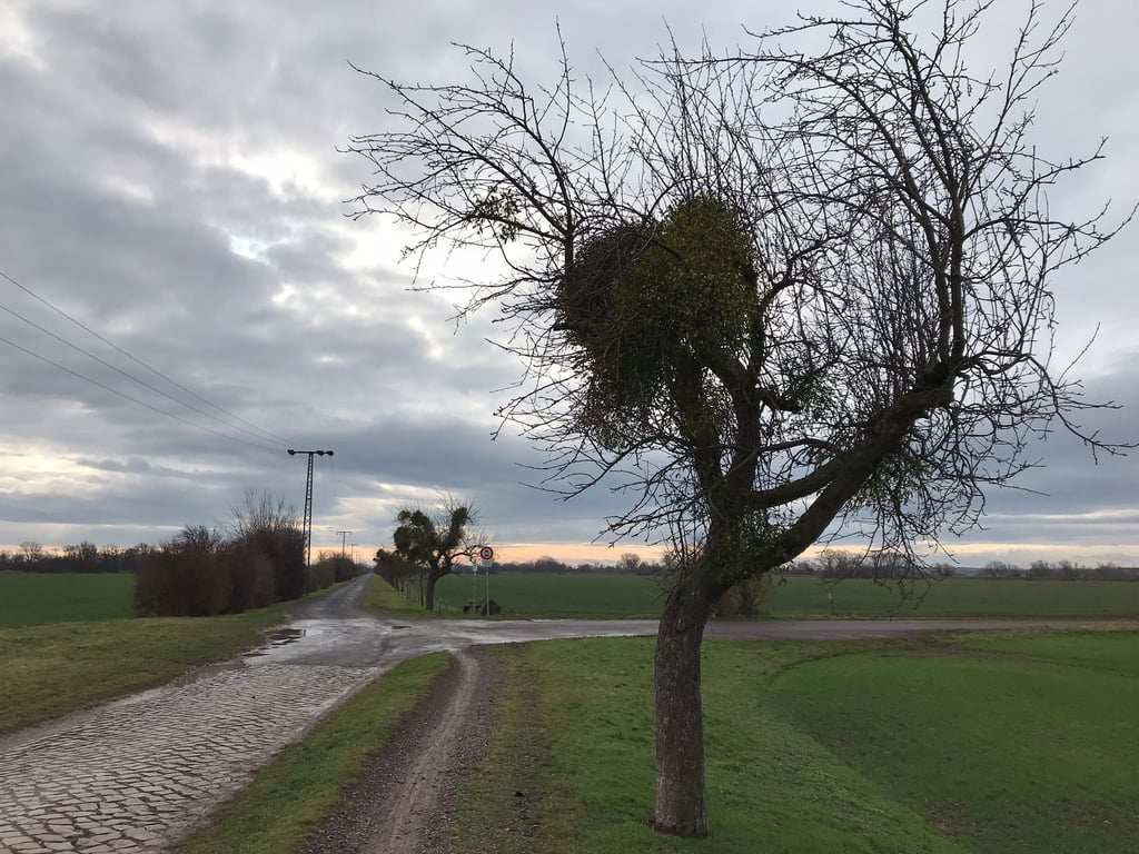 Ein von Misteln befallener Baum am Greifenwerder in Magdeburg-Randau.
