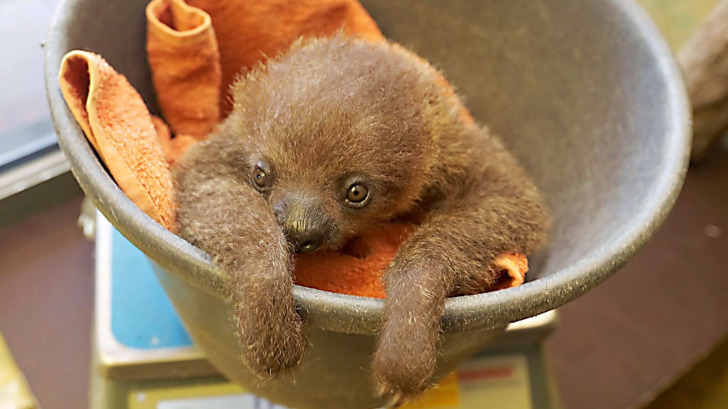 Guckt niedlich aus dem Eimer: Halles süßes Faultierbaby, geboren am 15. Dezember,  bringt 922 Gramm auf die Waage. 
