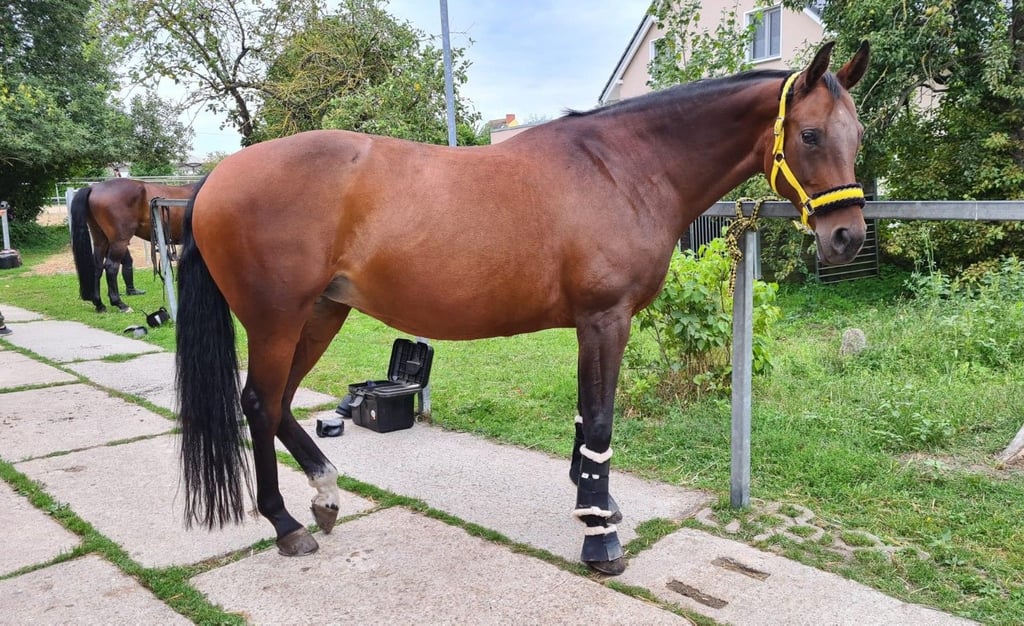 Samba Me ist 13 Jahre, 1,65 Meter groß und hat einen schwarzen Schweif und eine schwarze Mähne.