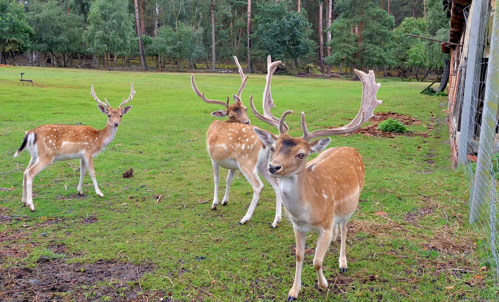 Solch Damwildgatter wie hier am Seeweg in Wulkau überwanden ein oder mehrere Wölfe am Wochenende im Elbvorland nahe Neuermark-Lübars. Ein Tier wurde gerissen, alle anderen flohen.
