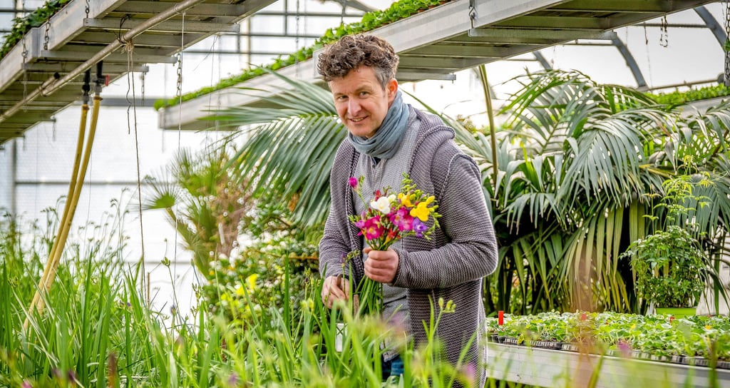 Die Gärtnerei von Bernd Straube baut Freesien an. Zum Valentinstag sind diese Blumen mit dem langen Stiel und dem intensiven Duft bei den Kunden gefragt.