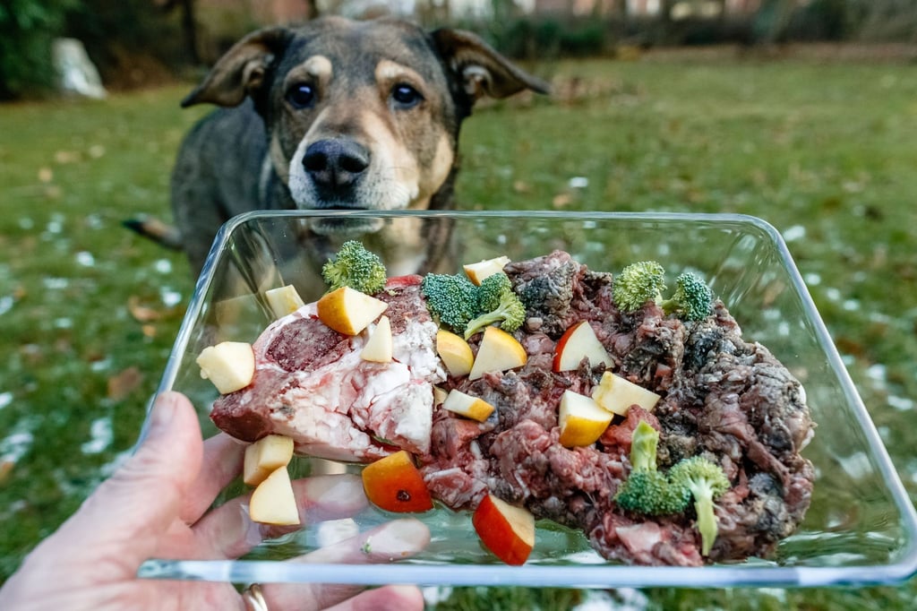 Wer für seinen Hund selber kocht und ihn mit rohem Futter versorgt, braucht spezielles Wissen zur Barf-Methode (Biologisch Artgerechtes Rohes Futter).