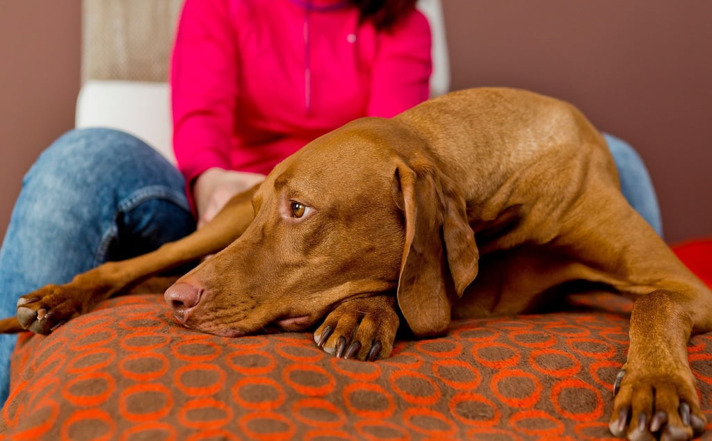 Nicht jeder Pflegehund passt zu jedem Pflegehaushalt.
