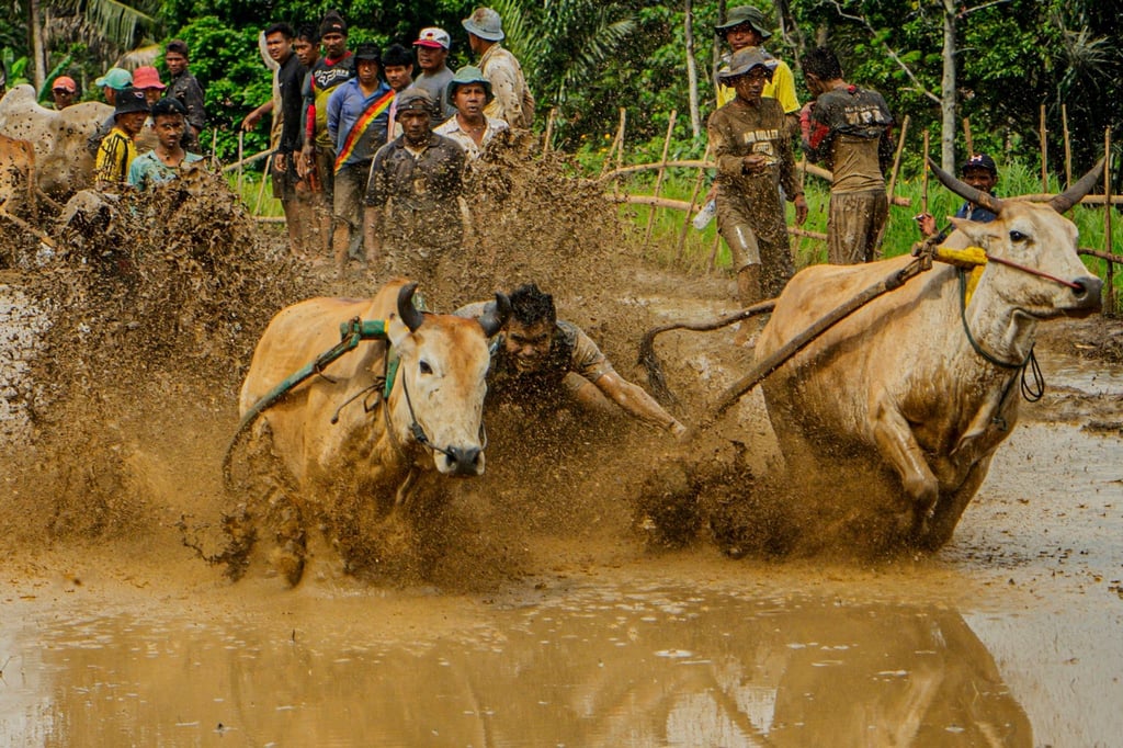 Ein Jockey beim traditionellen „Pacu Jawi“-Kuhrennen in Nagari Labuah in der Provinz West-Sumatra.