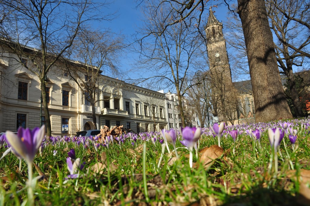 Krokusse am Fuß des Fürstenwall-Parks an der Hegelstraße in Magdeburg.