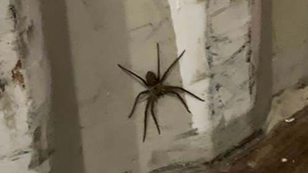 Die rund 20 Zentimeter große Spinne wurde an Bord eines Containers entdeckt.