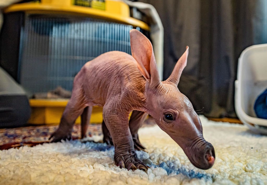 Das Anfang Januar im Chester Zoo geborene Erdferkel auf Erkundungstour.