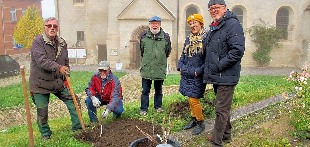 Rosenpflanzung vor der Ulrichkirche im Oktober 2021