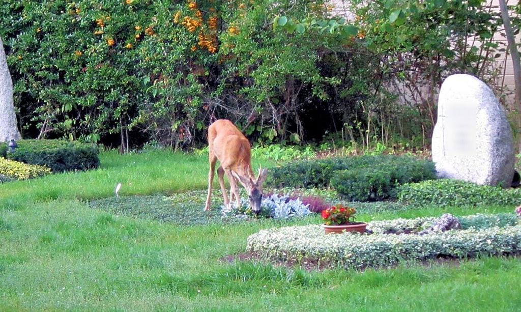 Ein Reh auf dem Ostfriedhof in Magdeburg frisst vom Grabschmuck.