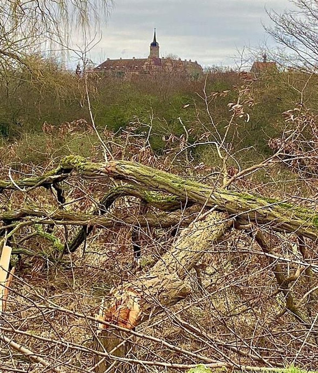 Die gefällten Bäume am ehemaligen Kino in Seeburg.