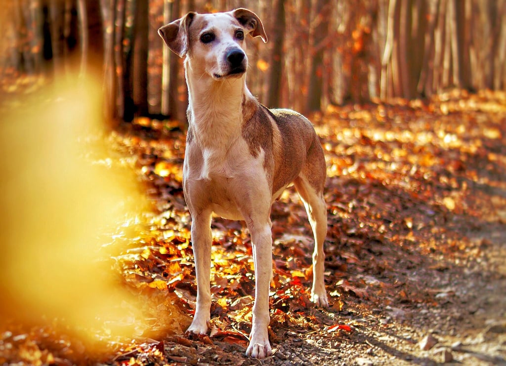 Pico, ein Husky-Windhund-Mischling, ist der „beste Freund“ von Kristin Müller aus Blankenburg. Die Blütenstadt zählt zu den Hunde-Hauptstädten des Harzes.