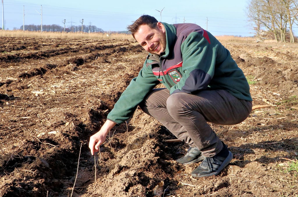 Philipp Nahrstedt, Leiter des Betreuungsforstamtes Annaburg, freut sich, dass es bei der Aufforstung der einstigen Weihnachtsbaumplantage bei Purzien jetzt so gut vorangeht.