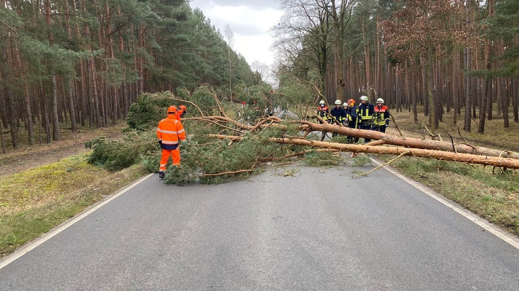 Nichts geht mehr: Ein Baum auf der Straße zwischen Arendsee und Zühlen. Es ist nur ein Einsatz von unzähligen.