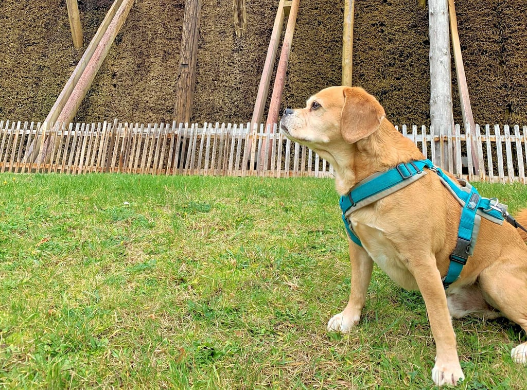 So sollte es sein: Der Hund ist angeleint. Das wird allerdings nicht immer getan. Im Internet wird das Verhalten so mancher Hundbesitzer in Schönebecks kritisiert. Sie würden die Hunde frei im Kurpark laufen lassen und den Hundekot nicht entfernen.