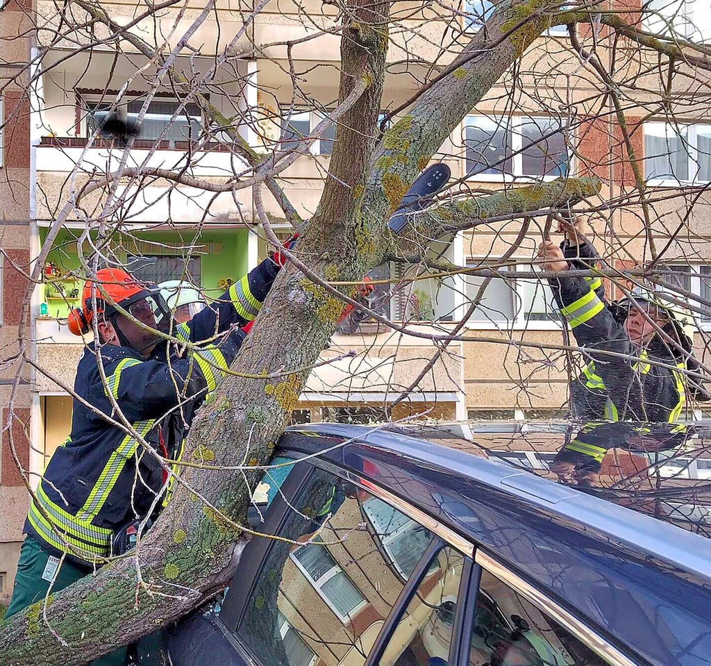 In Thale stürzte ein Baum auf ein Auto.
