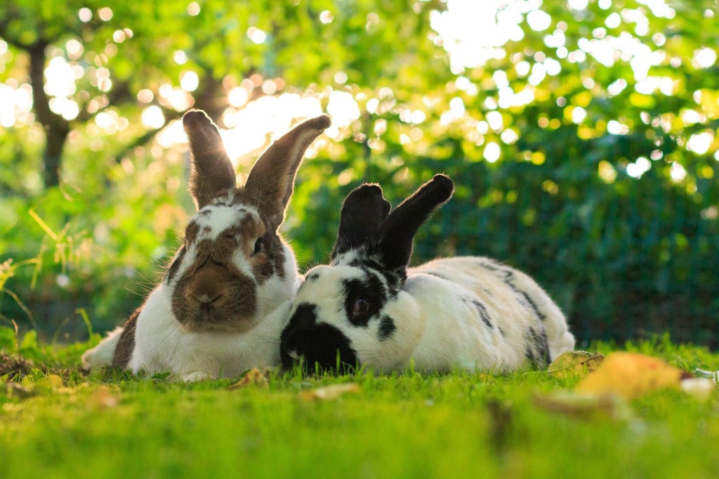 Auch wenn es schwer fällt zu widerstehen: Die süßen Langohren sind reine Beobachtungs- und keine Kuscheltiere.