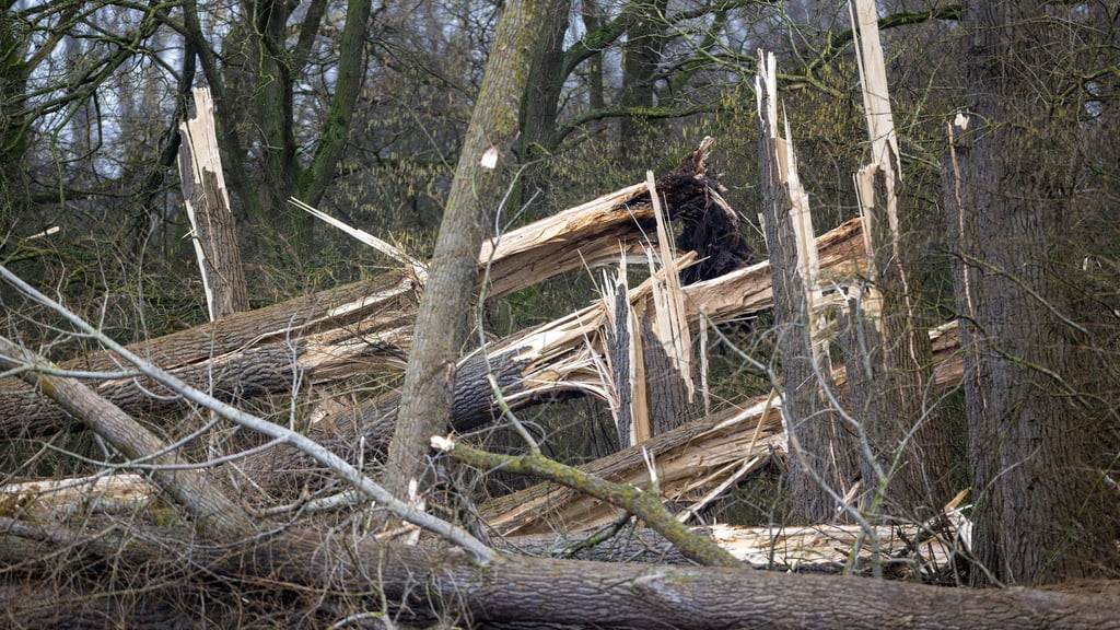 Aufgrund des Sturms "Ylenia" gab es am Donnerstag zahlreiche umgestürzte Bäume im Landkreis Mansfeld-Südharz. 