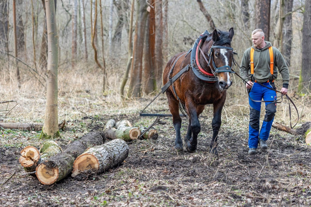 Michael Baumgart, selbstständiger Pferdeführer, mit seiner Stute Karina (15 Jahre alt), zieht Baumstämme aus dem Wald der Rabeninsel.