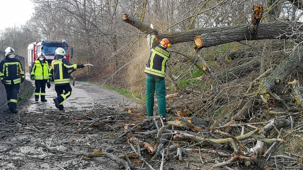 Feuerwehreinsatz am Donnerstagnachmittag in der Floßgrabenstraße in Zeitz. Dort war ein Baum umgefallen.