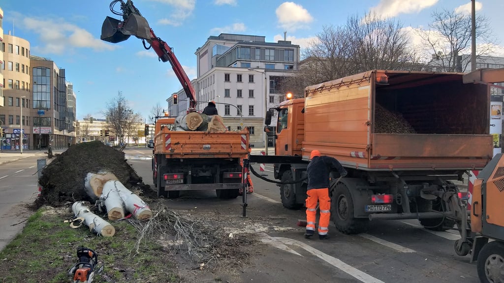 Am frühen Donnerstagmorgen  krachte eine Pappel auf die Fahrbahn der Erzbergerstraße in Magdeburg-Altstadt. 