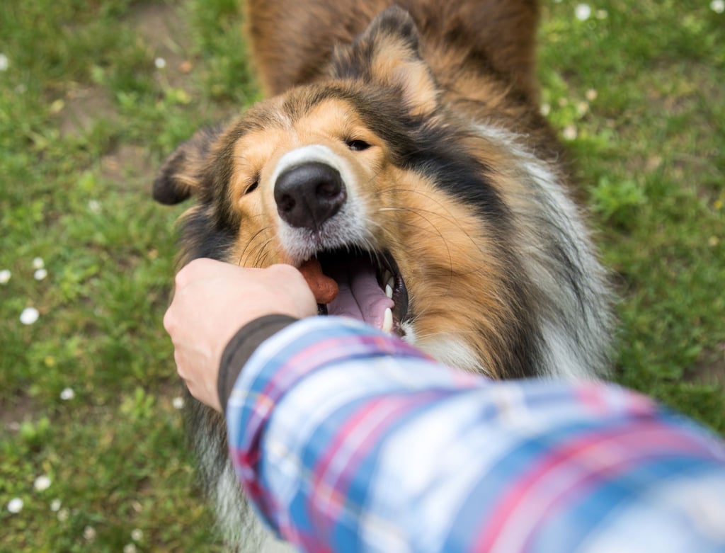 Ein Hund, der viel bellt, sollte sehr oft für ruhiges Verhalten mit einem Leckerli belohnt werden.