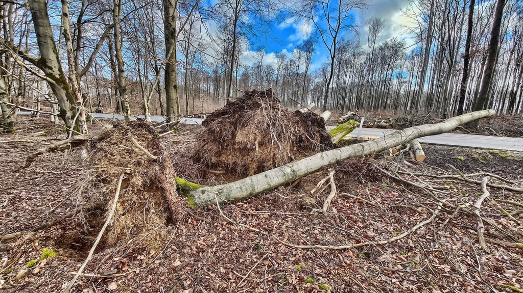 Das Orkantief "Ylenia" hat im Südharz zahlreiche Bäume umstürzen lassen.