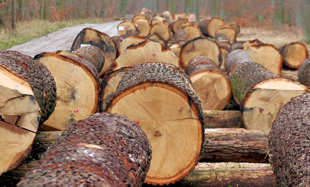 Auf einem von zwei Wertholzplätzen im Land Sachsen-Anhalt wird in Bischofswald jährlich das Auktionsholz präsentiert.