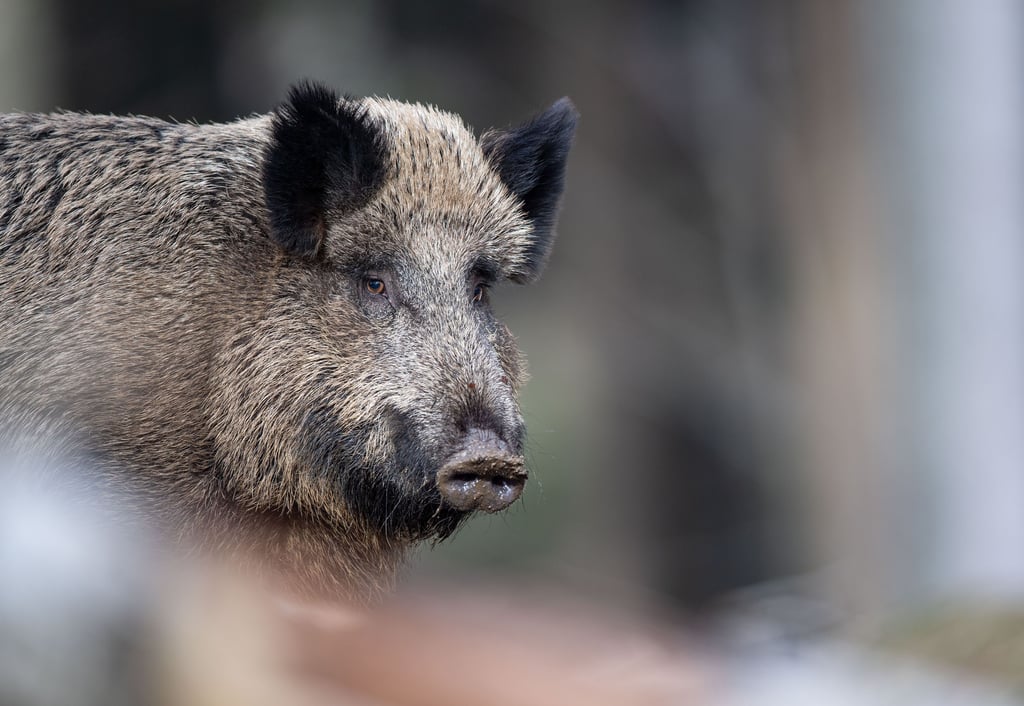 Ein Wildschwein