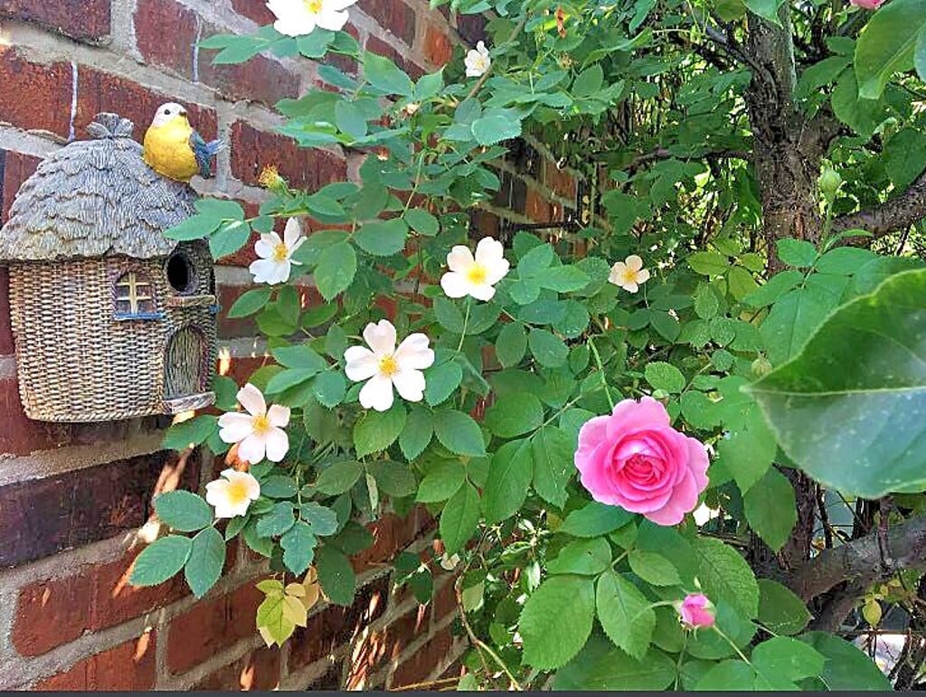 Wildrosen - wie hier in einem Garten im Seeland-Ortsteil Frose - sind gut für Insekten.