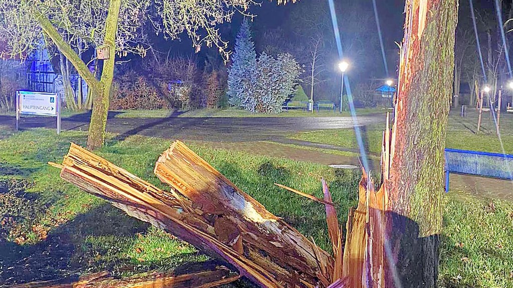 Diese Kiefer in Seehausen wurde nicht entwurzelt, sondern wie ein Strohhalm abgeknickt.