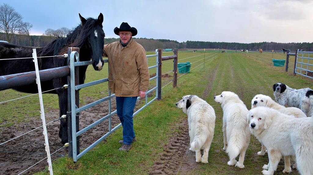 Morgans Mount Wilson, auch „Willy“ genannt, ist eines von 18 Pferden auf der Ranch von Thomas Vester, die von den weißen Pyrenäenberghunden als Familie betrachtet und beschützt werden.