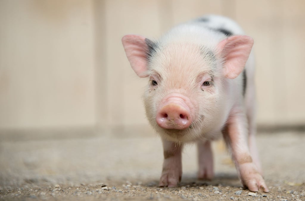 Ein junges Mini-Schwein steht im Zoo Hannover in seinem Gehege.