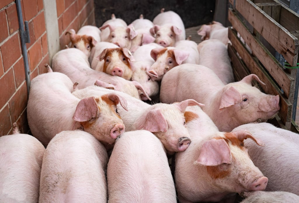 Durchschnittlich 30 Euro Verlust machen Schweinehalter in Sachsen-Anhalt laut Landwirten derzeit pro Tier. Viele Betriebe sind hoch verschuldet.