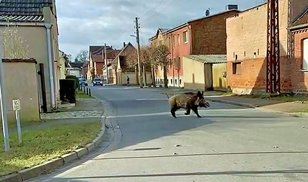 Ein Wildschwein auf Wanderschaft: In der Mittelstraße in Groß Schwarzlosen hielt Kay Sturm den Keiler im Video fest.