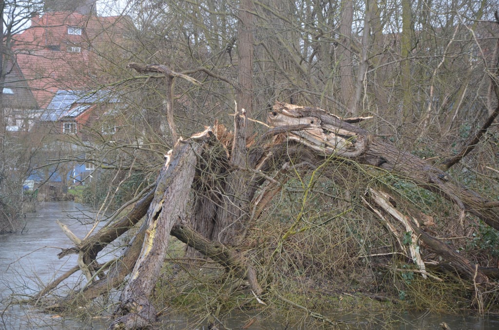 Hohe Windgeschwindigkeiten haben diesen Baum am Ufer der Jeetze nahe dem Chüdenwall in Salzwedel bersten lassen.