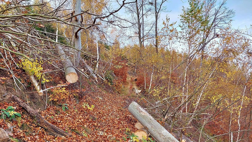 Die Forstleute des Nationalparks haben in Zusammenarbeit mit einem beauftragten Unternehmen seit Herbst 2021 abgestorbene und umgestürzte Fichten entlang des Weges beseitigt.