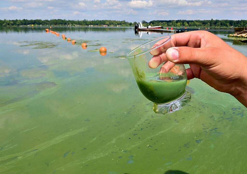 Wegen einer massenhaften Vermehrung von Mikroorganismen, gab es ab 2017 auch am Barleber See erste Badeverbote.