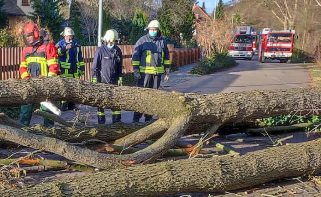 Orkantief Ylenia hat zahlreiche Bäume im Jerichower Land entwurzelt. Hier ist die Feuerwehr Genthin in Einsatz.