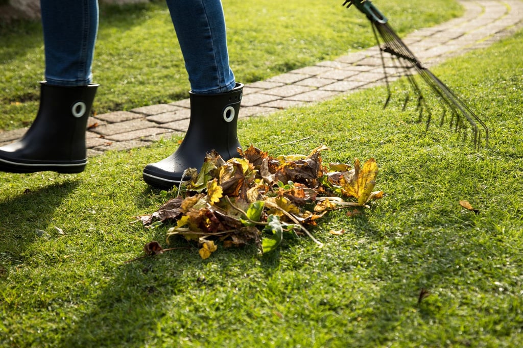 Damit der Rasen im nächsten Jahr gesund ist, sollte Laub entfernt werden. Denn bleiben die alten Blätter liegen, können die darunter liegenden Gräser faulen oder schimmeln.