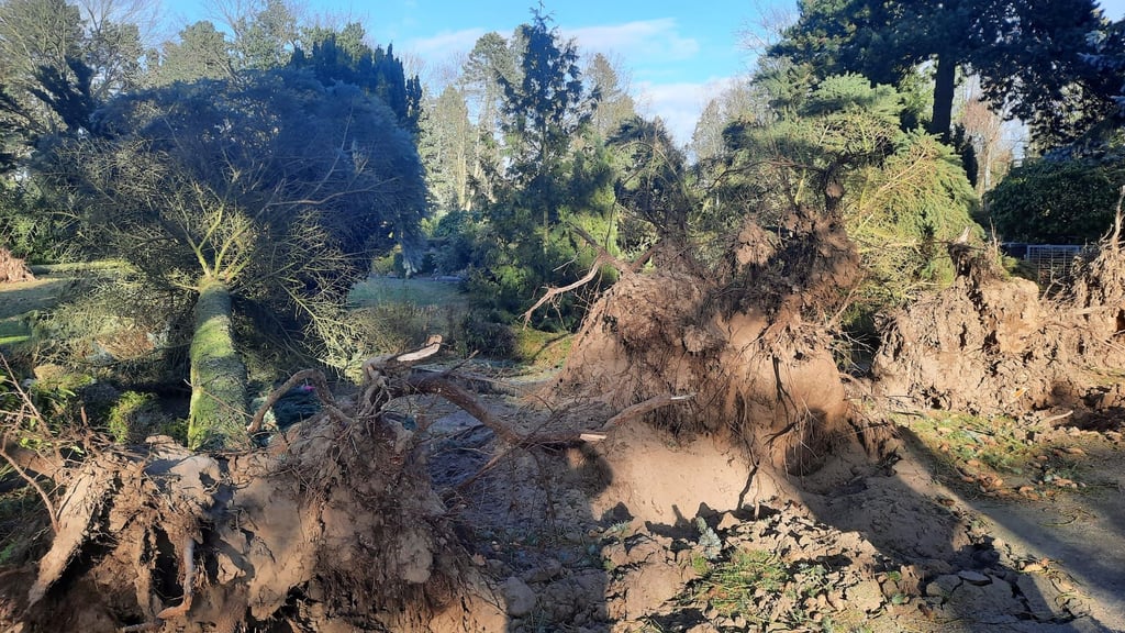 Die heftigen Orkanböen der vergangenen Tag ließen auch auf dem Gardelegener Friedhof Bäume umstürzen. Vor dem Betreten der Freidhöfe wird gewarnt. 