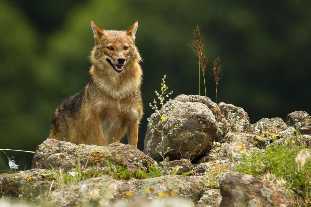 Ein Goldschakal wurde laut offiziellen Angaben in Sachsen-Anhalt bisher nicht gesichtet.