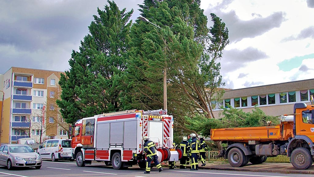 Eine große Konifere drohte bei der der Kita „Johannitersternchen“ an der Stadtseeallee in Stendal zu kippen.