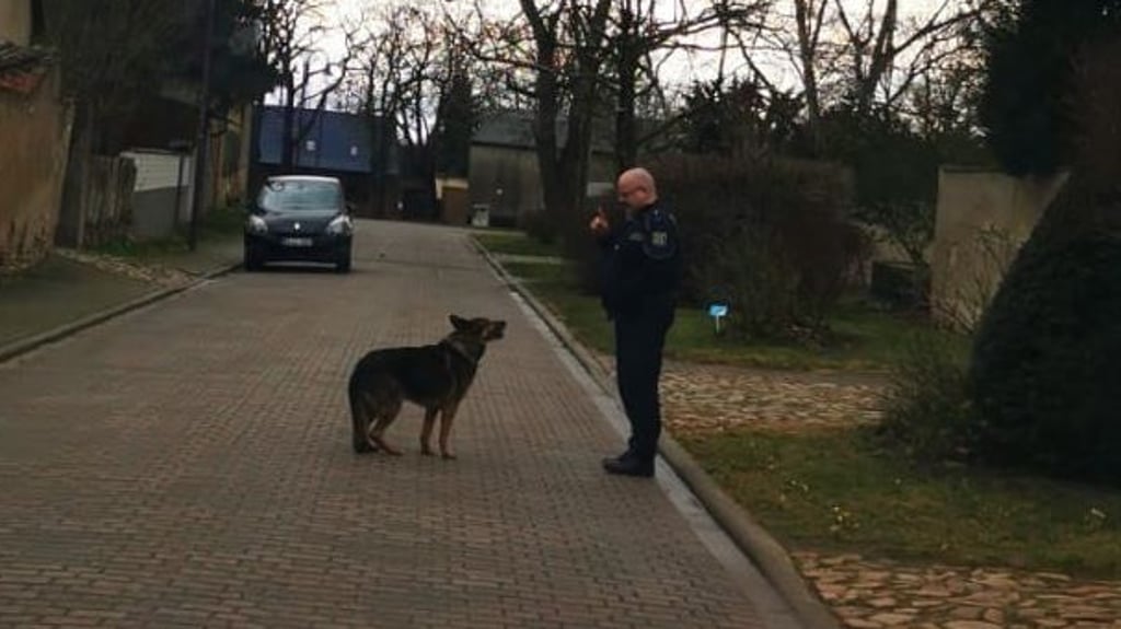 Polizisten ist am Sonntag (20. Februar) ein Hund aufgefallen, der alleine durch Stemmern im Landkreis Börde herumlief. Dank der Hilfe der Bevölkerung konnten die Besitzer des Hundes schnell ermittelt werden.