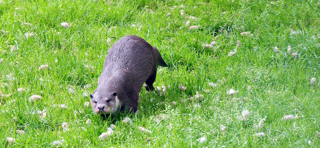 Otter mögen lebendige Flüsse. Unterschiedliche Fließgeschwindigkeiten, Wassertiefen und Uferpflanzen schaffen Lebensräume für Amphibien, Insekten und Fische. Das ist die bevorzugte Nahrung.