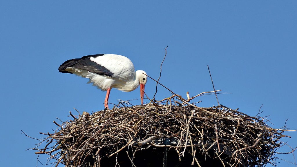In Lockstedt ist der Storch wie im Vorjahr am 17. Februar auf dem Horst der Familie Wernecke gelandet. Die vier Brüder haben den Horst vorher noch aufgeräumt. Ansonsten würden die Eier wie im Vorjahr aus dem Nest fallen.