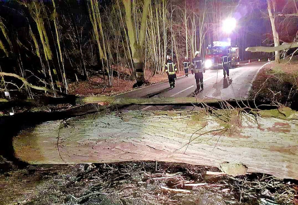 Dieser Baum war auf die Fahrbahn zwischen Weferlingen und Döhren gestürzt.