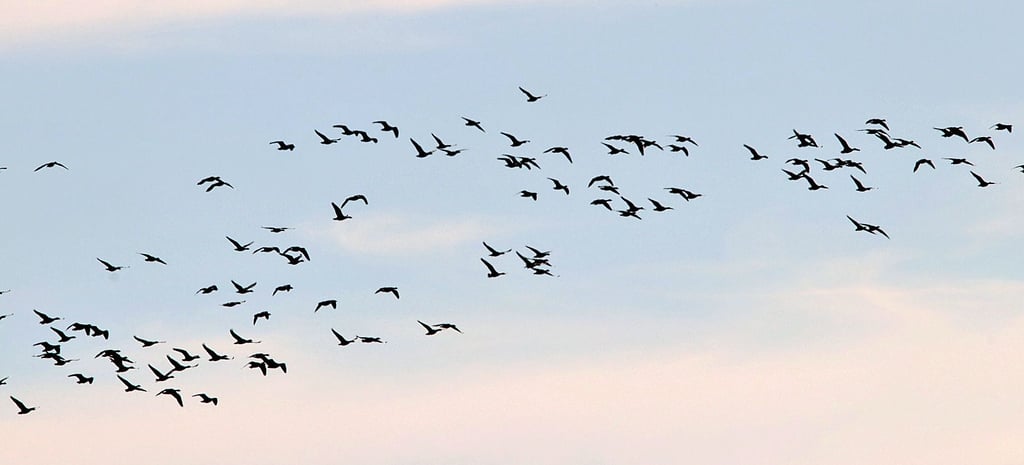 Zugvögel sind regelmäßig am Himmel zu sehen. Sie gelten als Überträger der Vogelgrippe. Noch immer gibt es viele offene Fragen rund um die Infektionskrankheit.