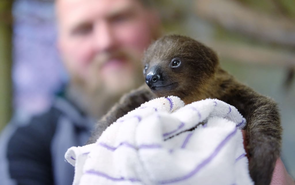 Ein Tierpfleger hält im Zoo Halle ein junges Zweizehenfaultier zum Wiegen in den Händen.